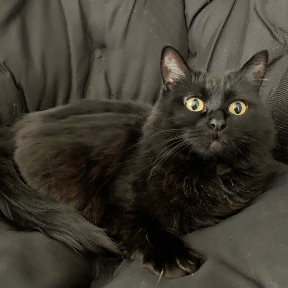 Meet your Posher, Shopping